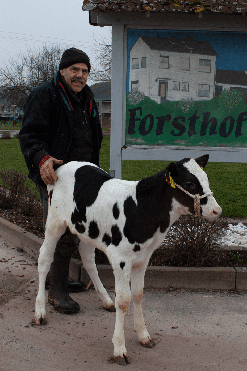 Milchviehbetrieb von Günter Stelz mit 100 Kühen