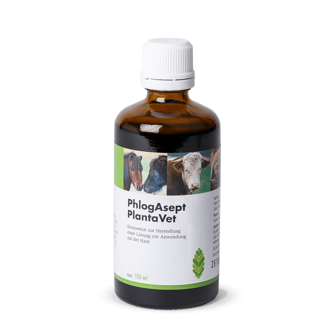 PhlogAsept® PlantaVet - Flasche 100 ml  mit Lueradapter 