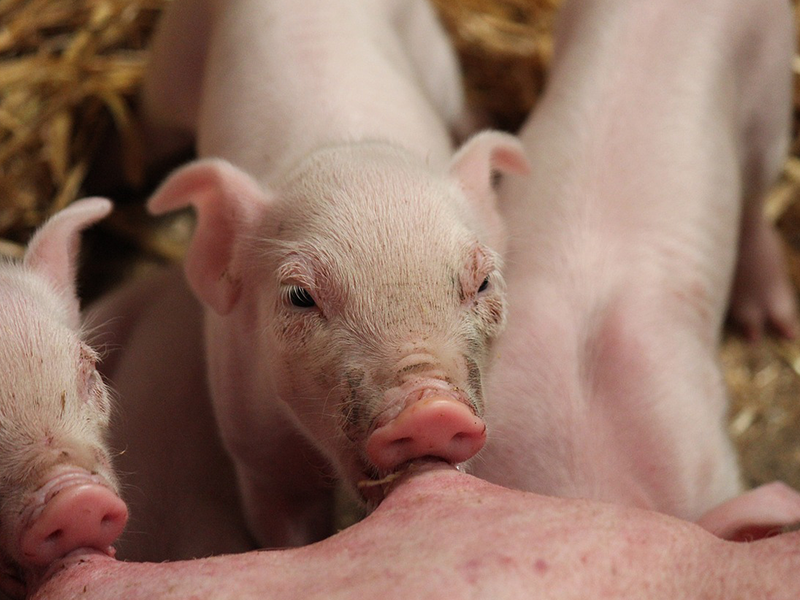 Ferkelt saugt an Mutterzitze