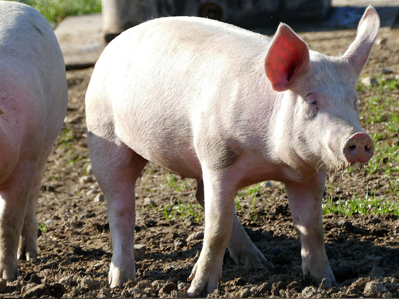 Schwein steht auf einer Wiese