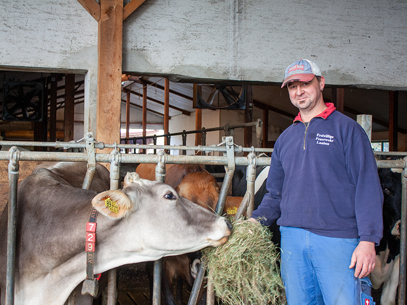 Landwirt füttert Kuh im Stall