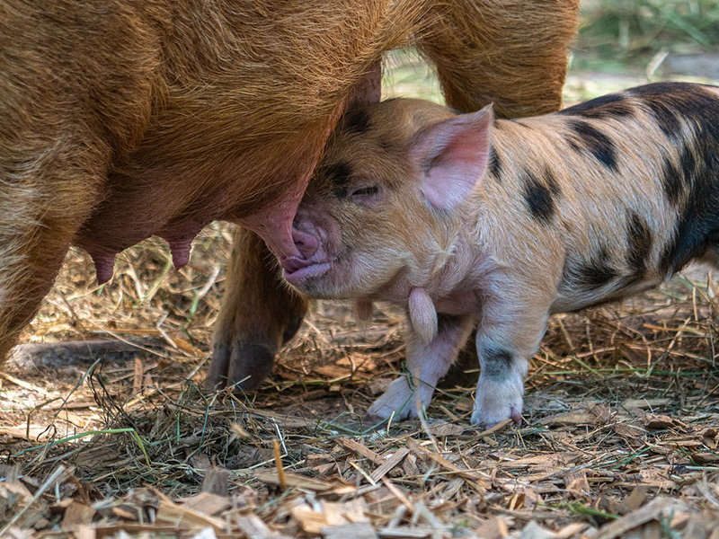 Ferkel saugt an einer Zitze ihrer Mutter