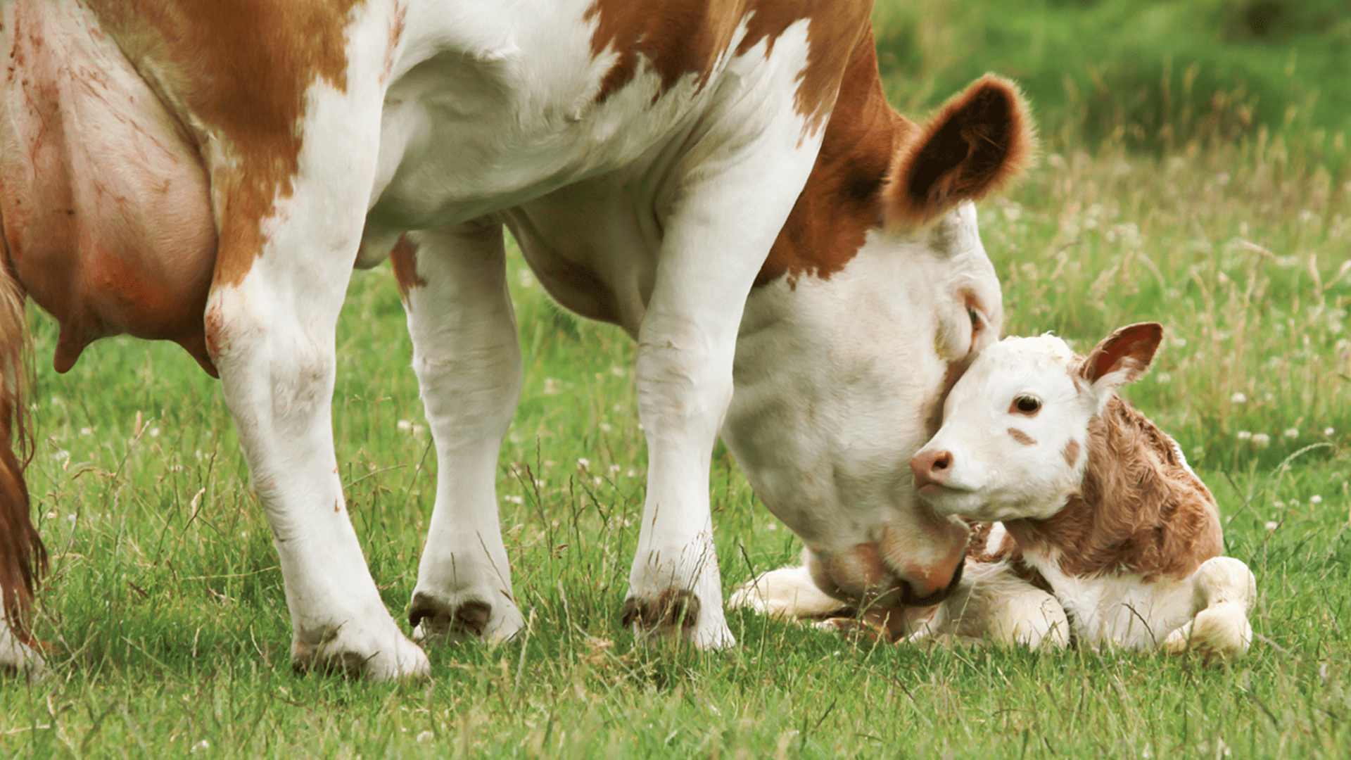 Endometritis antibiotikafrei heilen - Reproduktionserfolg beibehalten