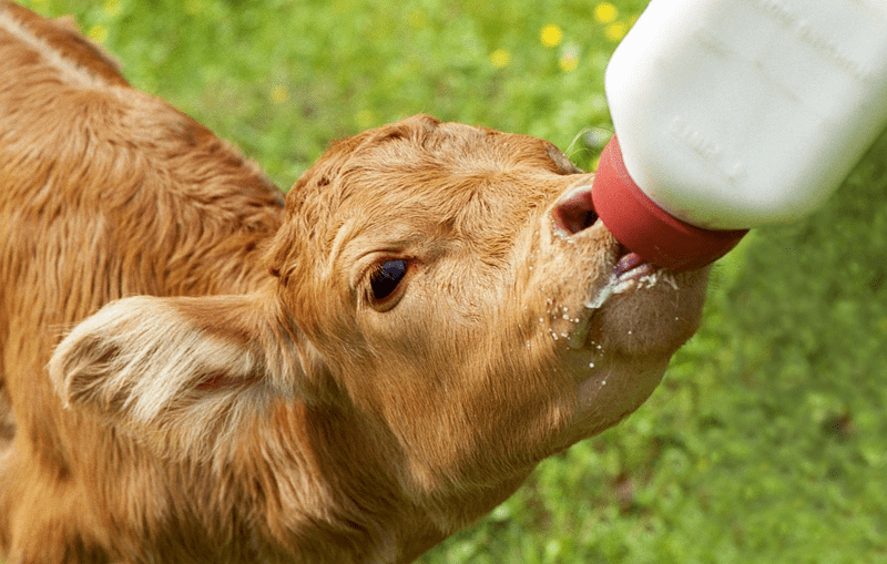 Kalb trinkt aus Flasche